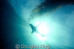 Sea Lion in the Sun.
A young Sea Lion at Anacapa Island.... by Douglas Klug 